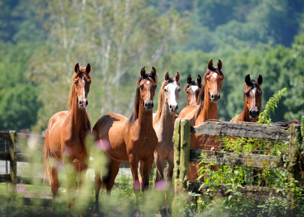 Our Herd